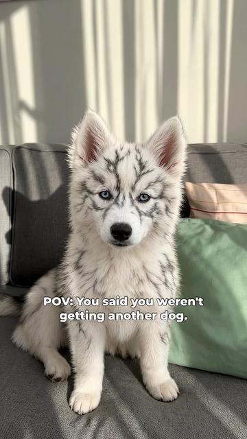 @Bolthowls