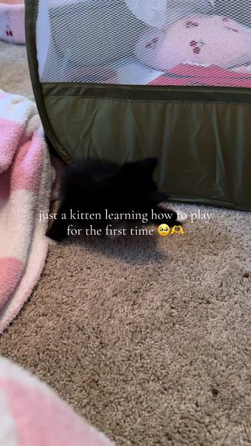 @bffs | brie’s feline friends