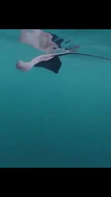 @sharkabcabc