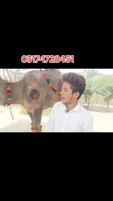 @Animal success