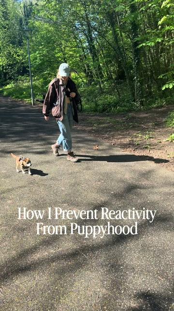 @Amelia the Dog Trainer