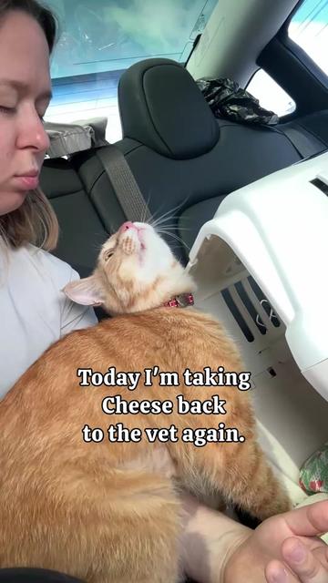 @MyStrayCheese
