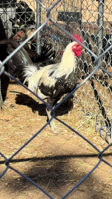 @A.MENDOZA.FARM.USA 74HWY