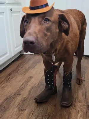 @hankinthehat