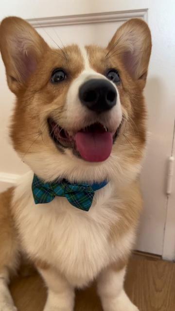 @Monty the Pembroke Welsh Corgi