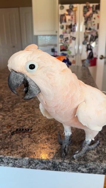 @Barney the West Coast Cockatoo