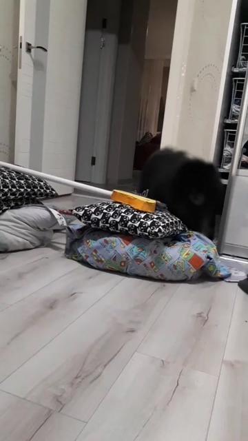 @dog_chip
