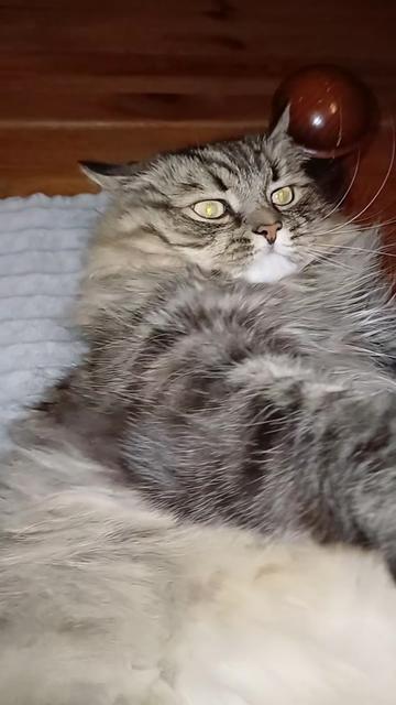 @cat_bayun_