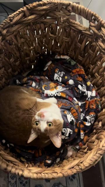 @tillyfoundnemo