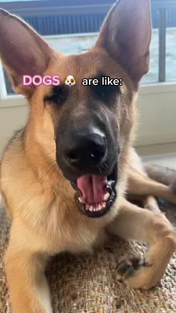 @Scout and Bailey 🐕🐶