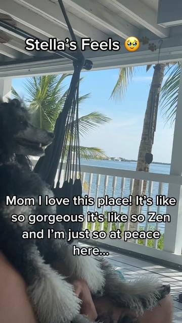 @Peachstones Bernedoodles