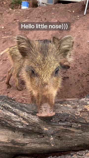 @Cute Boars