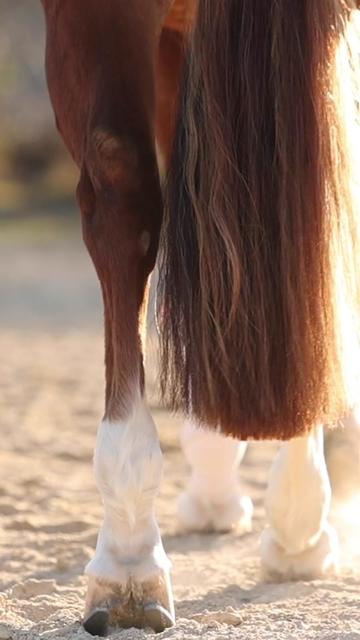 @Rachel ⚡️ Equine Photographer