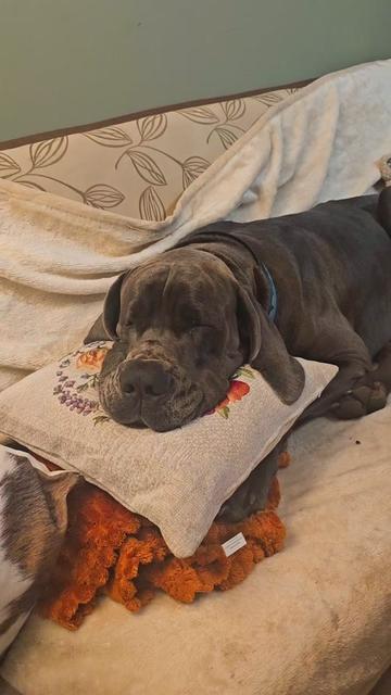 @Dog Niemiecki Benek