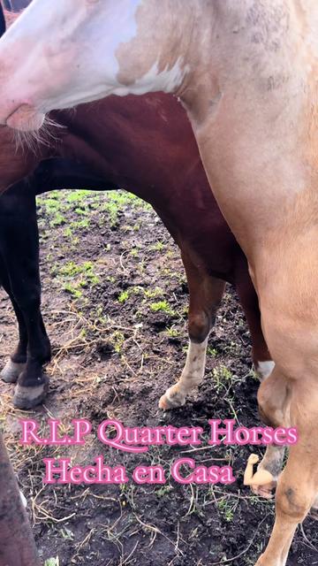 @R.L.P Quarter Horses