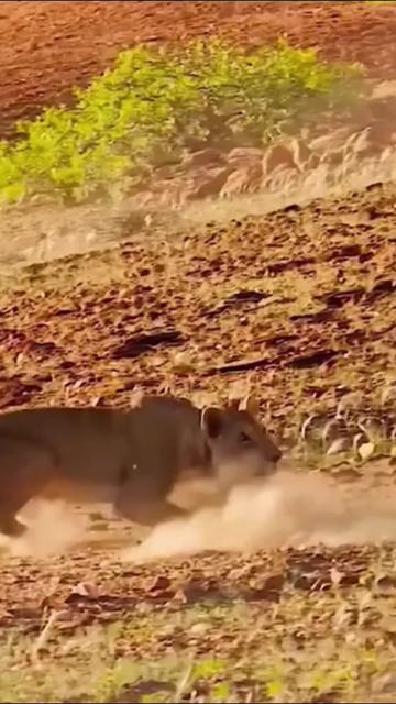@Descubrimientoanimal
