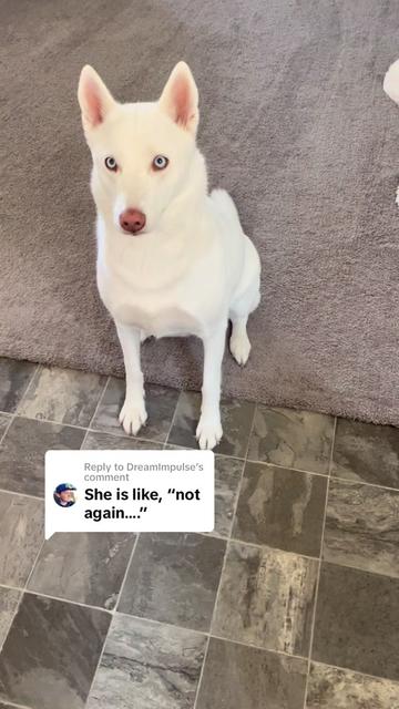 @Erza The Husky