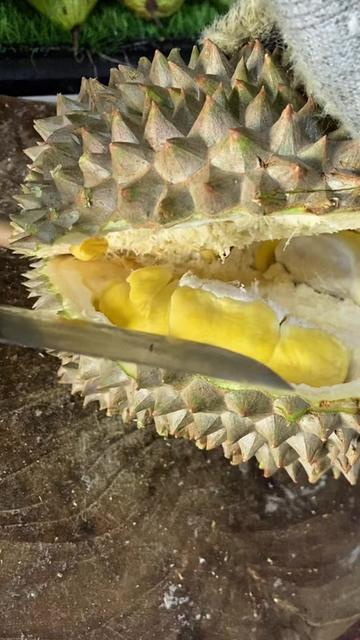 @CICIP DURIAN
