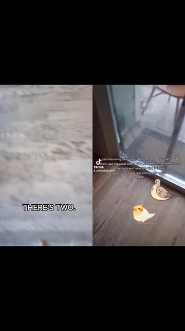 @AnonymousAlienThingz