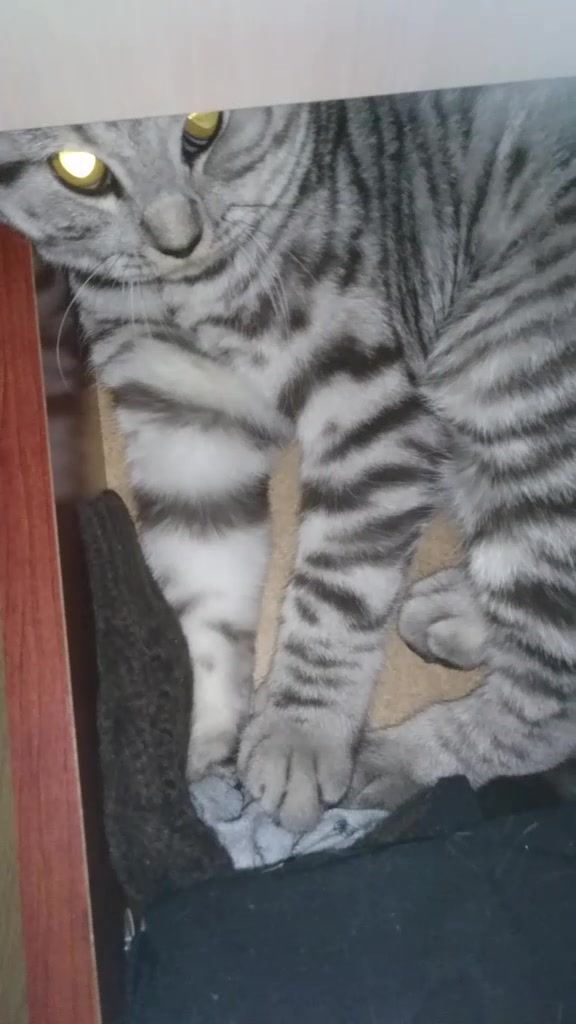 @💎 Purrito ❤😹😻