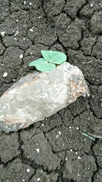 @भागवत आढाव