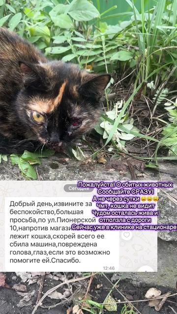 @Директор «Песокот»250🐈🐶