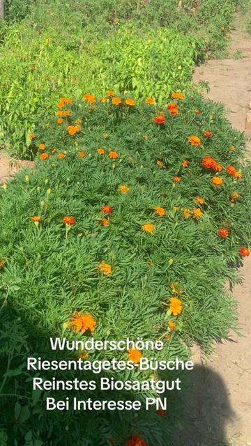 @Ungarn…..Die Ungarn-Sasa