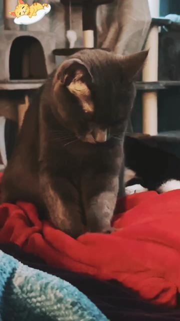@PurrTayto