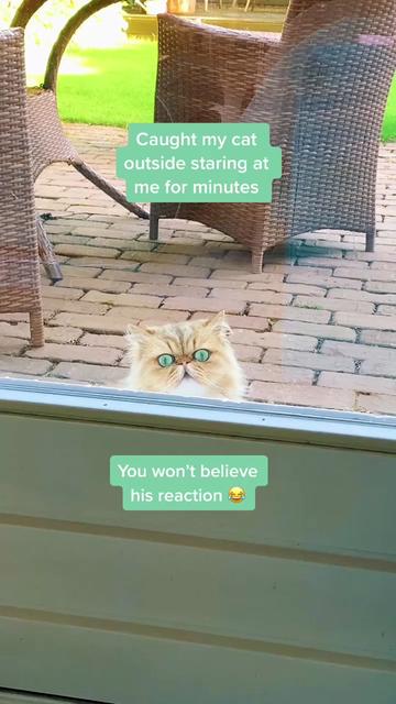 @Dutchkittycat
