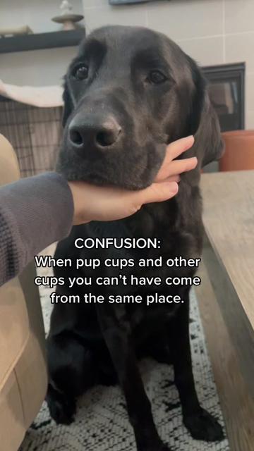 @Huxley Knox the Black Lab
