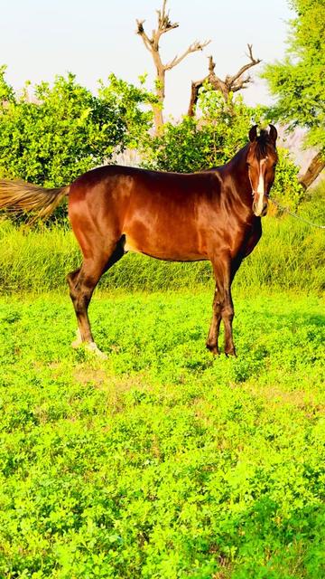 @SUNRISE STUD FARMS RAWALPINDI