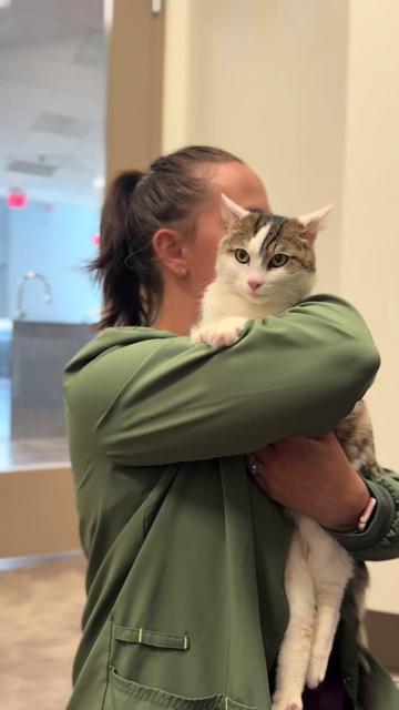 @Summit Veterinary Care