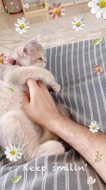 @هاملت