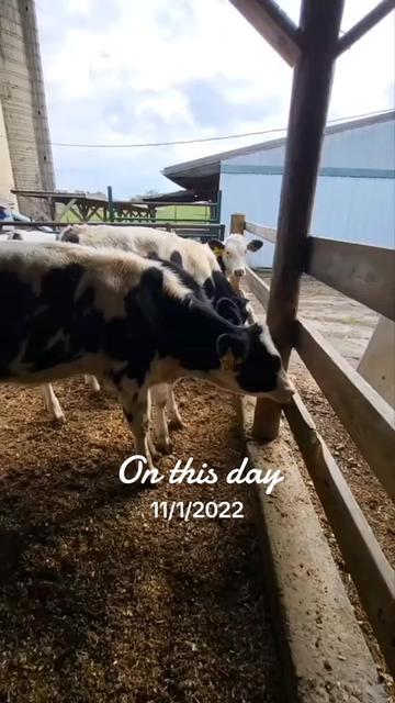 @Farmer Moo
