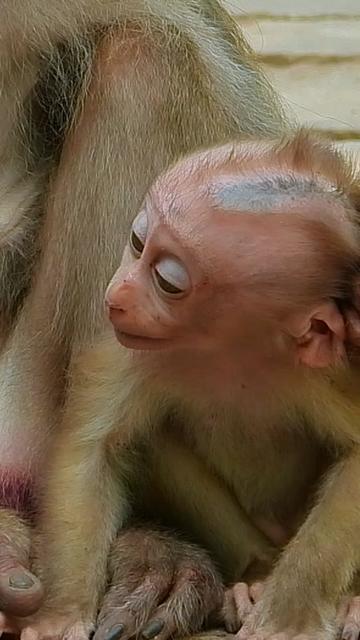 @Monkey Cambodia