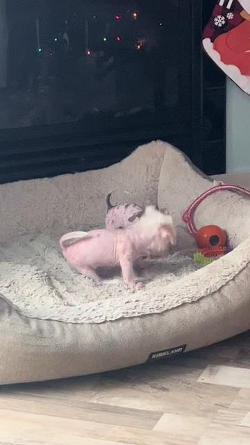 @Chinese Crested Cuties