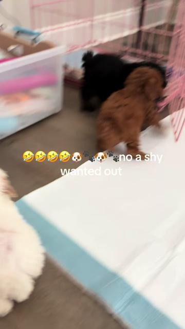 @Shortcake_kennel_2