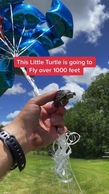 @Tommys_reptiles