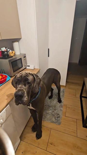 @Dog Niemiecki Benek