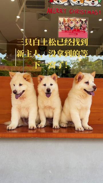 @南粤陪伴犬