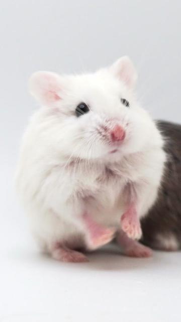 @Milkbun Hamstery 🍡