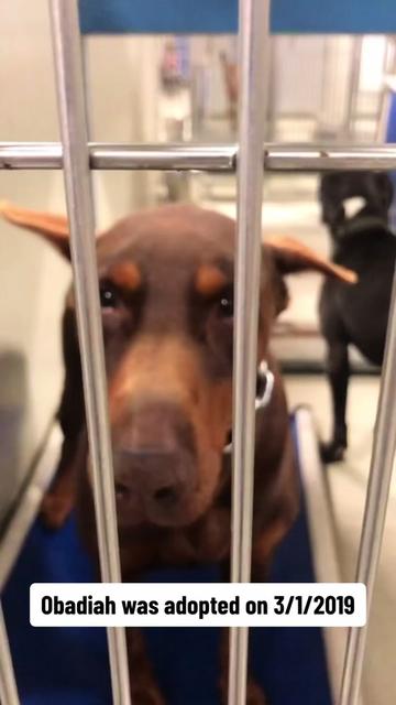 @blessed_dobies