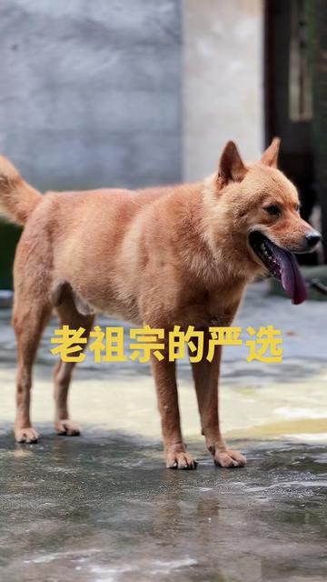 @南粤陪伴犬