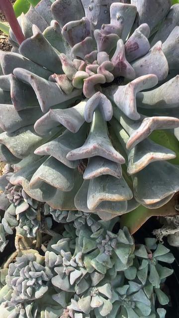 @Maria succulents 🕊️🐚