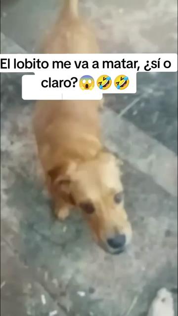 @AventurasAnimales