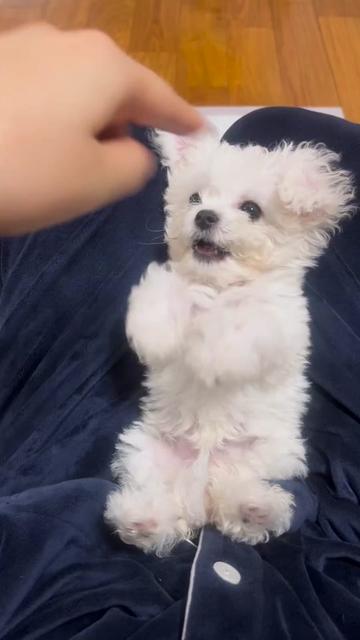 @mildred.the.maltese