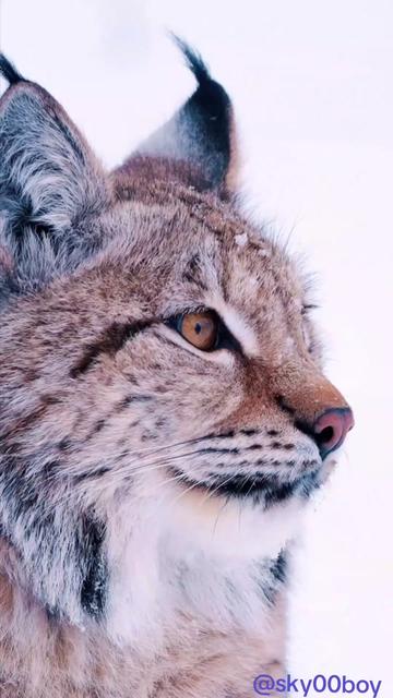 @Wild Animals