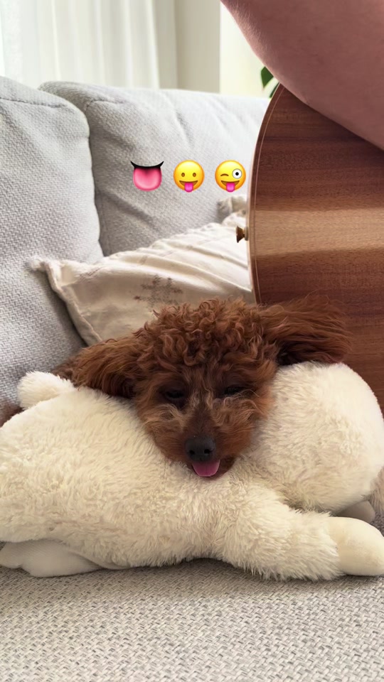 @peppermytoypoodle