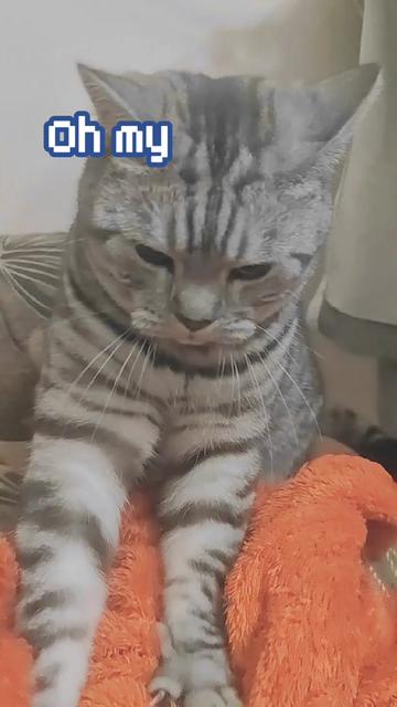 @💎 Purrito ❤😹😻
