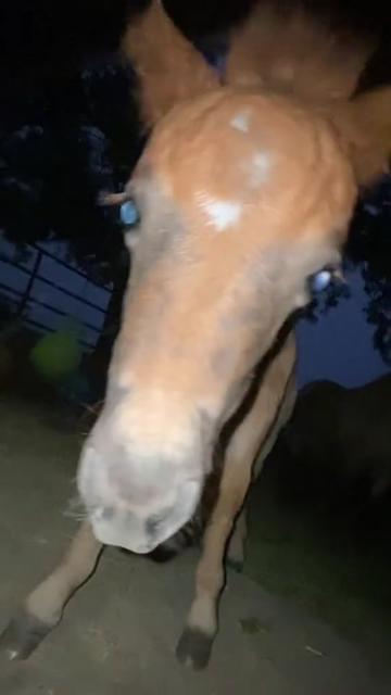 @Horses TikTok